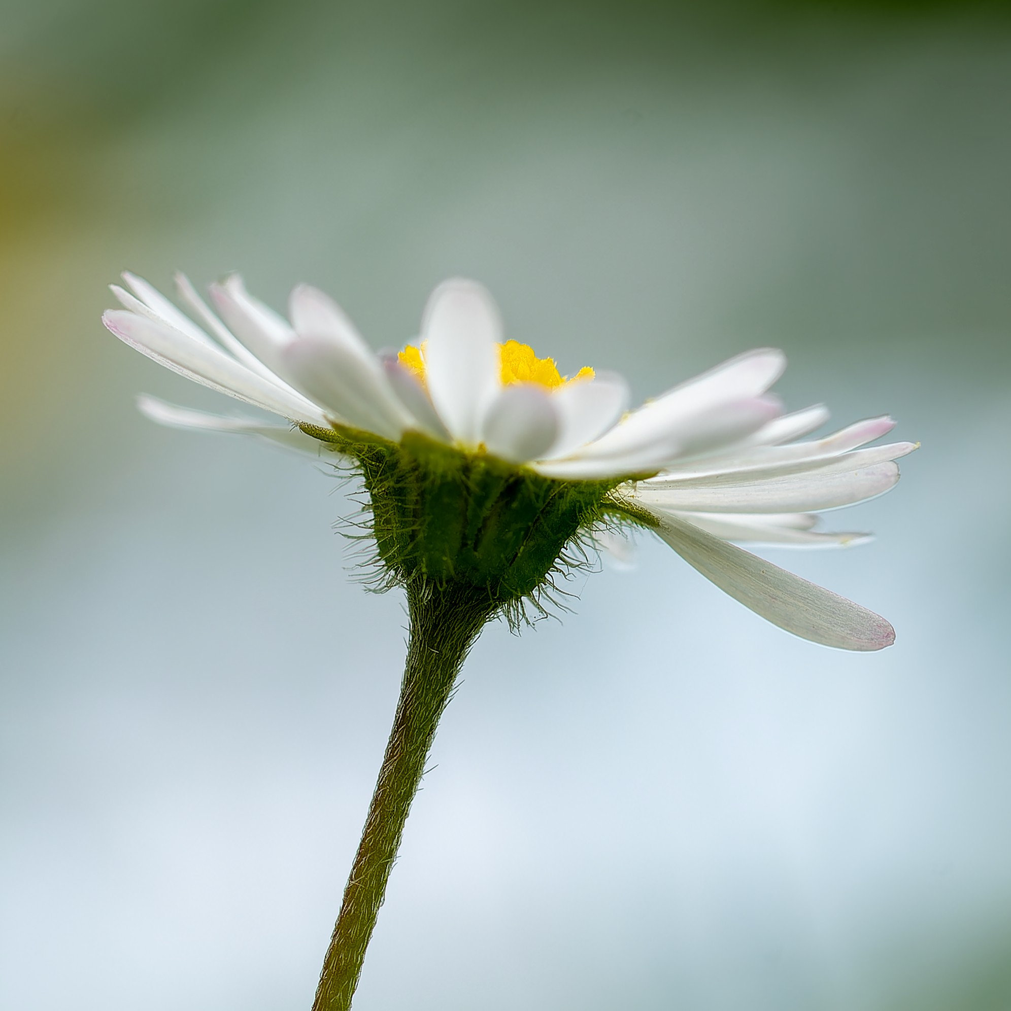 La paquerette DSC 5239